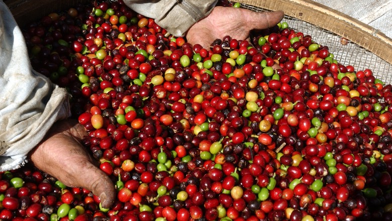 Indicador do Cepea para o café robusta acumula alta de mais de 10% neste mês (Foto: Ernesto de Souza/Ed. Globo)