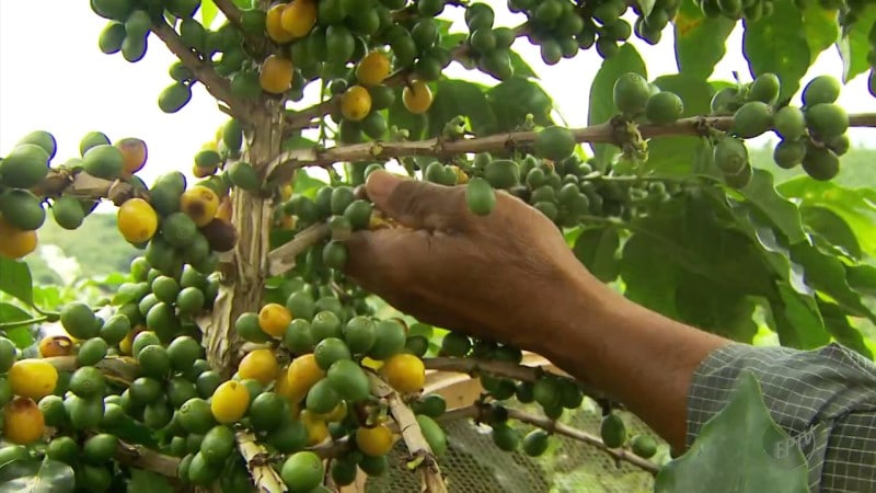 Produtor rural de Cabo Verde (MG) colhe café com quase 4 meses de antecedência (800 x 450)