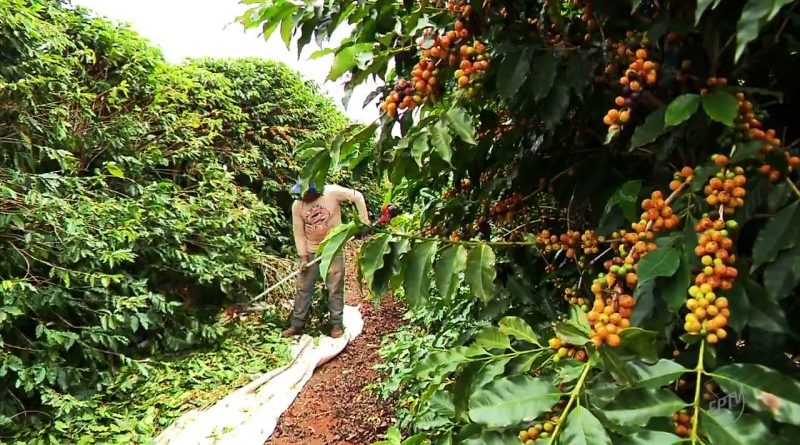 Produtores esperam safra de café 20% menor no Sul de Minas (800 x 450)