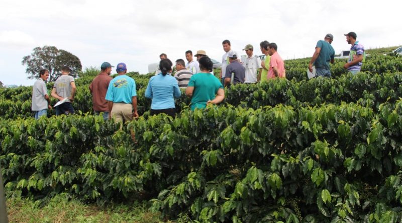 EPAMIG promove avaliação de cultivares de café em dias de campo