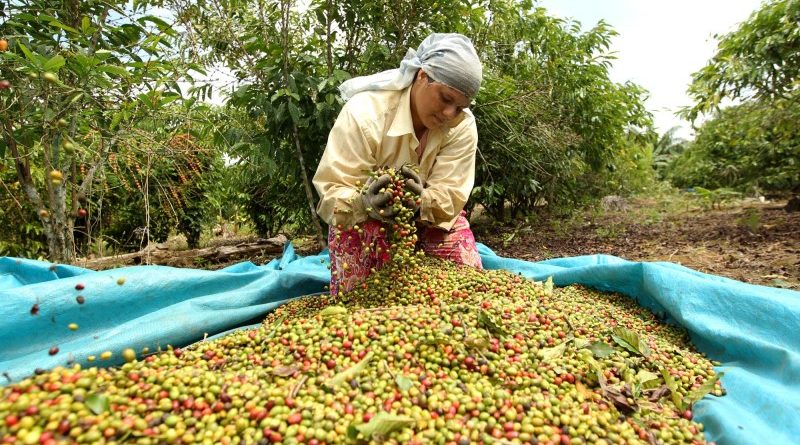 Acre registra aumento de 63% na produção de café após incentivos do governo, aponta IBGE