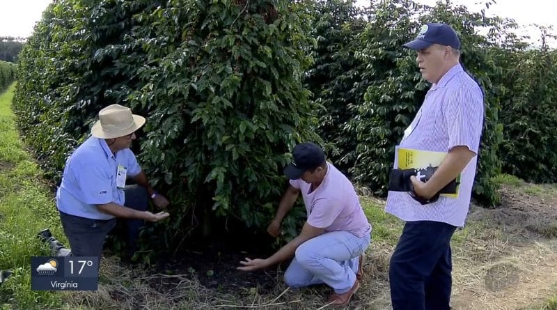 Técnicos visitam Sul de Minas para o levantamento de safra do café