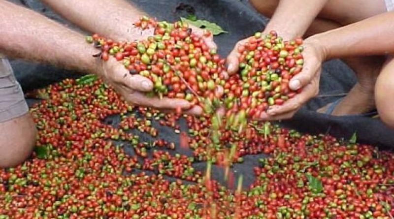 Cresce a produtividade do café robusta em Rondônia