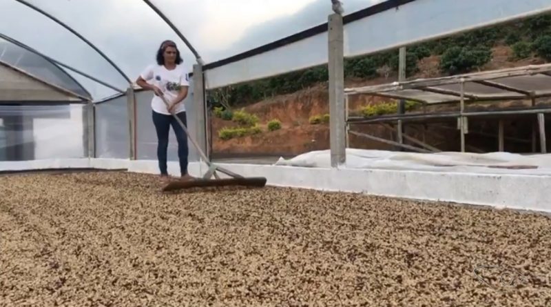 Colheita de café arábica especial deixa produtores otimistas em Afonso Cláudio (ES)
