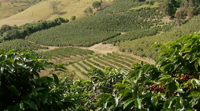 Sul de Minas conquista selo de qualidade raro na cafeicultura nacional