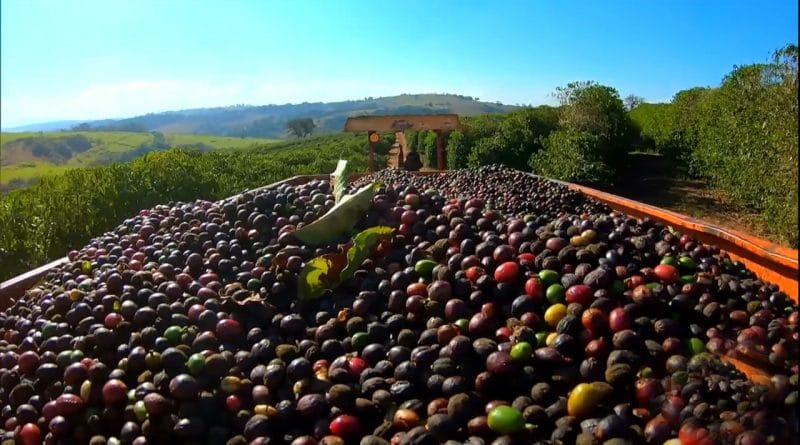 Produtores de café do sul de Minas Gerais investem no tratamento dos grãos para conseguir mais vendas.mp4_snapshot_10.00
