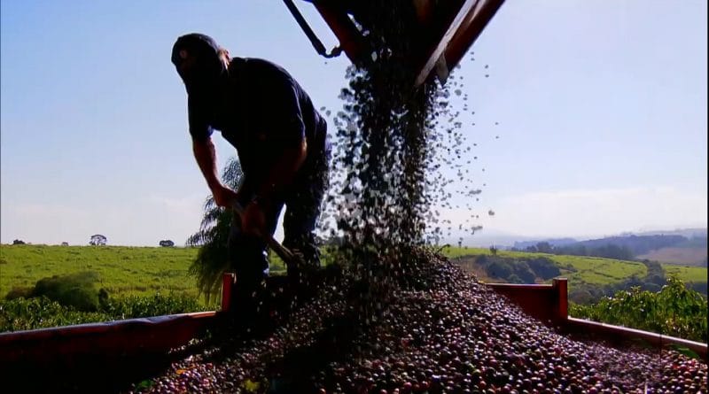 Produtores de café do sul de Minas Gerais investem no tratamento dos grãos para conseguir mais vendas.mp4_snapshot_10.24