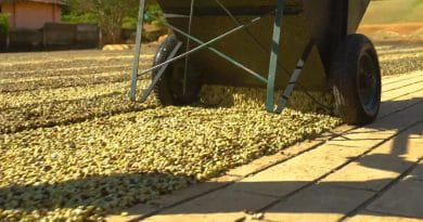 Exportação de café verde do Brasil cai 10,5% em 2021; perde US$ 465 mi por logística