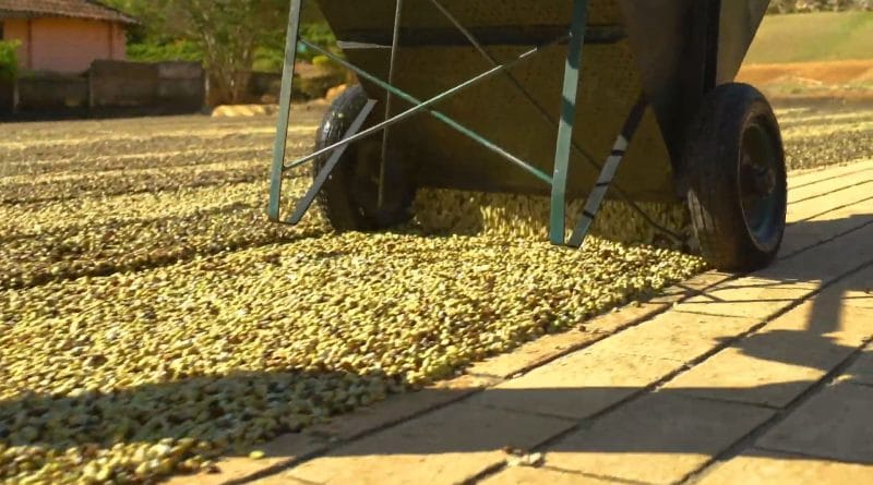 Exportação de café verde do Brasil cai 10,5% em 2021; perde US$ 465 mi por logística