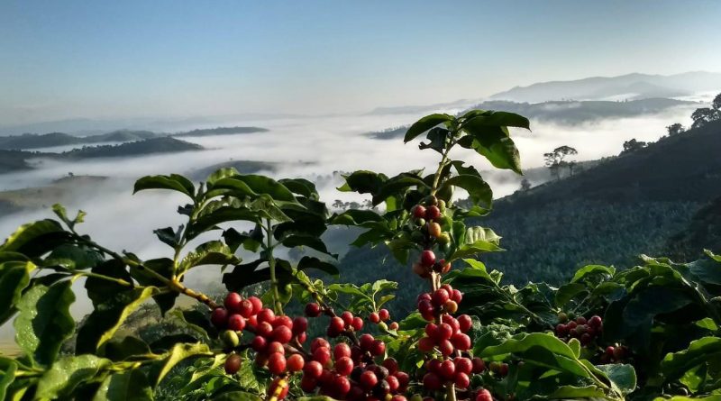 cafe fruto grao vermelho ceu azul paisagem lavoura