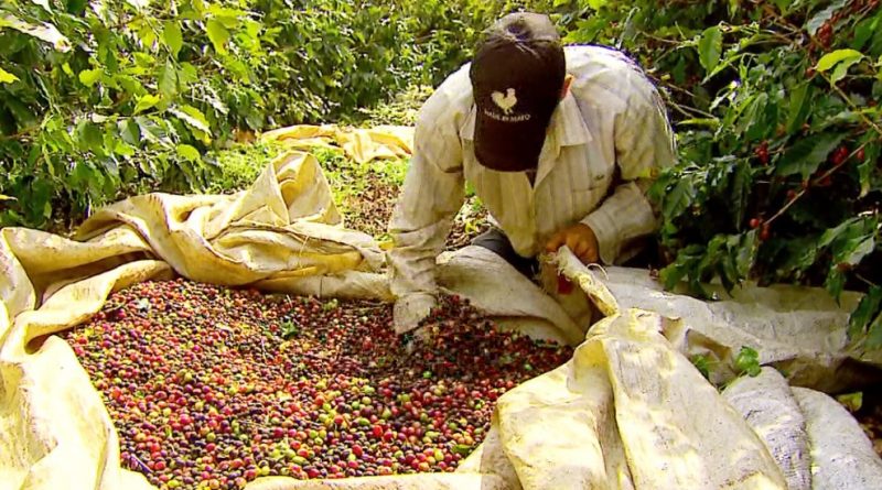 Caconde (SP) define regras para contratação de trabalhadores da colheita de café na pandemia