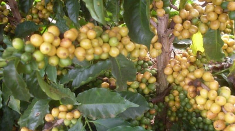 Nova cultivar de café, a Acauãma (800 x 600)