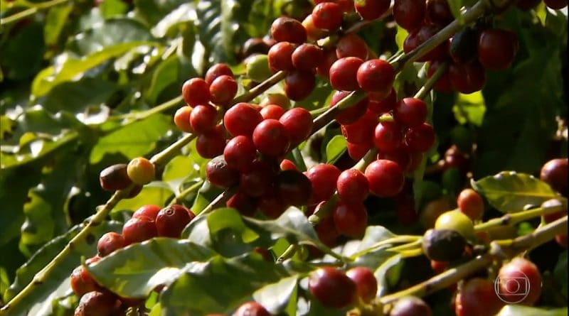 Clima prejudica colheita de café em MG, mas preço compensa produtor.mp4_snapshot_02.57