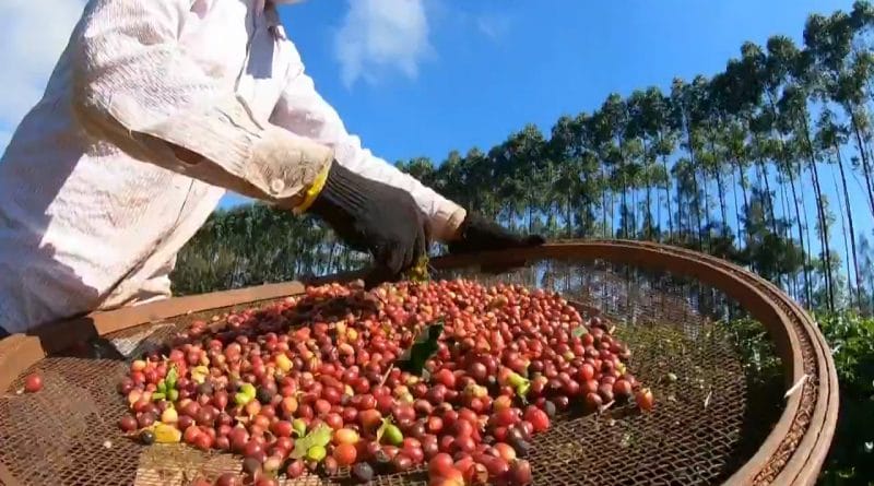 Produção de café deve atingir 55,7 milhões de sacas na safra de 2022, prevê Conab