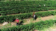 Produção de café da espécie arábica atinge 75% e conilon 25% do faturamento total das lavouras cafeeiras no Brasil em 2021