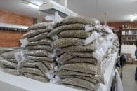 Café: comercialização da safra 2022/23 do Brasil atinge 32%, diz Safras