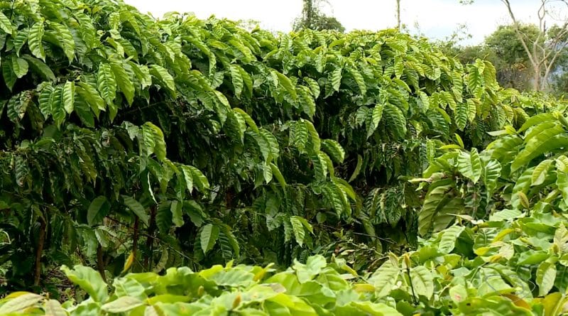 Cafeicultores do ES plantam café com mudas vindas de Rondônia.mp4_snapshot_02.00