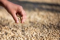 Produção de café colombiano cai para 12,6 milhões de sacas em 2021