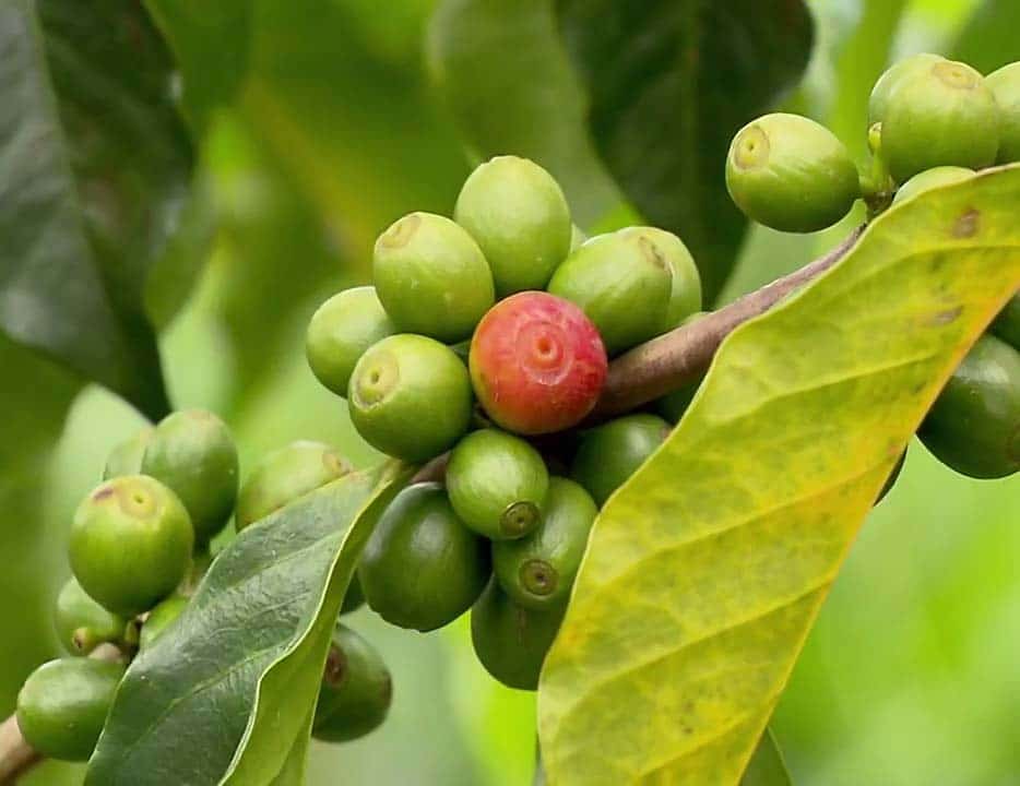 IBGE: safra de café será de 54,9 milhões de sacas, +12,0% ante 2021