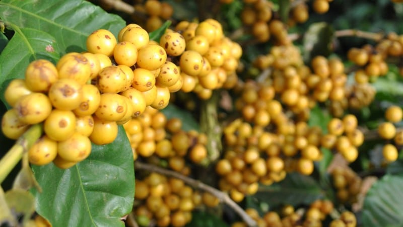 EPAMIG e Cooxupé promovem dias de campo sobre cafeicultura