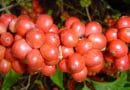 Incaper apresenta características agronômicas de 600 genótipos de Coffea canephora