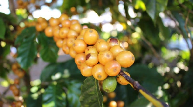 Conab estima safra de café 2022 em 53,4 milhões de sacas, impactada por clima adverso