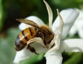 Polinização das abelhas ajuda a aumentar produção de café