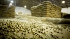 Estoques de café verde sobem nos EUA pela 1ª vez desde agosto