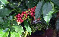 Faturamento bruto da cafeicultura de Minas foi estimado em R$ 34 bi