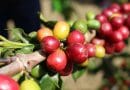 IBGE eleva previsão de safra de café do Brasil para 53,2 mi sacas