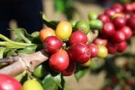 IBGE eleva previsão de safra de café do Brasil para 53,2 mi sacas