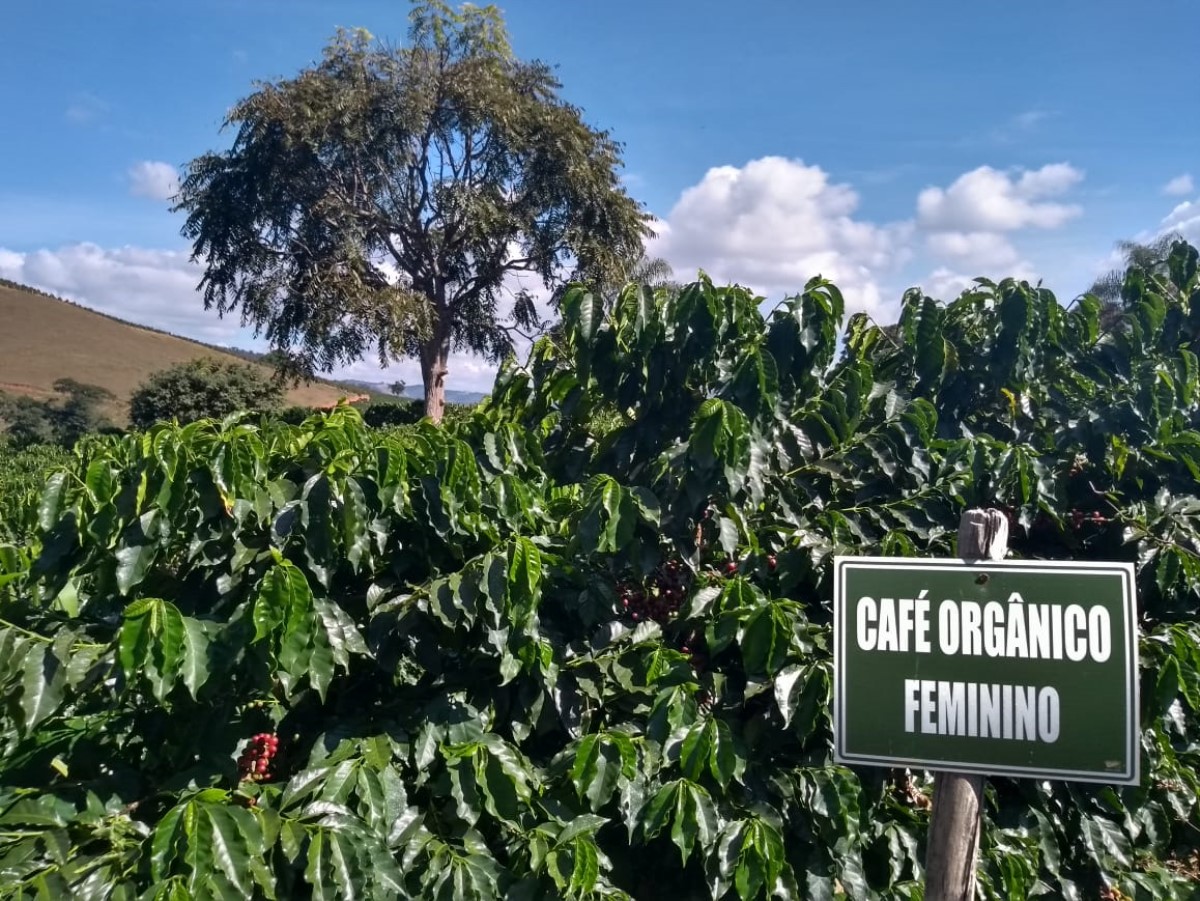 cafe organico feminino (1200 x 901)