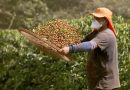 Conheça os direitos de segurança e saúde dos trabalhadores na colheita de café