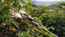 Início da safra do café deve gerar novos empregos no Sul de Minas