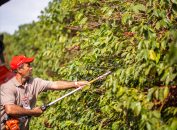 Safras informa que colheita de café no Brasil avança para 89% e iguala ritmo de 2021