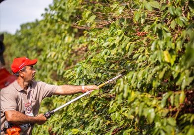 Safras informa que colheita de café no Brasil avança para 89% e iguala ritmo de 2021