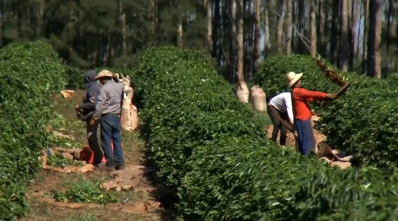 MTP realiza orientações trabalhistas para colheita de café