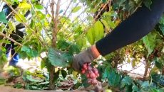 Estimativa de colheita de café em Minas Gerais cai quase 20% por causa de problemas climáticos