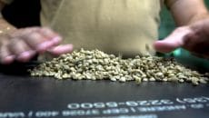 Rabobank espera volatilidade no mercado com incertezas na demanda de café