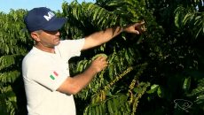 As preocupações dos produtores de café no ES durante a colheita