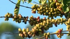 Preço do café robusta oscila em abril, mas fecha mês em queda, informa Cepea