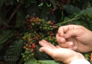 Colheita do café no Paraná já está em andamento, mas as perdas na safra são grandes