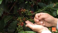 Colheita do café no Paraná já está em andamento, mas as perdas na safra são grandes