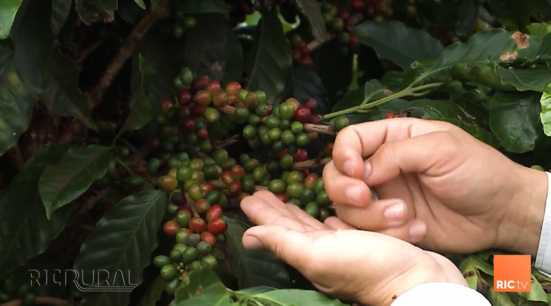 Emater-MG orienta sobre os cuidados na pré-colheita do café