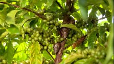 Infestação de caramujo ataca lavoura de café no Espírito Santo