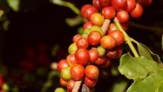 Colheita do café no Sul de MG começa com expectativa de produção maior do que em 2021, mas menor do que última safra cheia