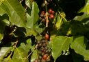 Cafeicultores sentem efeitos da queda na produção e da maturação irregular dos frutos