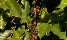 Cafeicultores sentem efeitos da queda na produção e da maturação irregular dos frutos