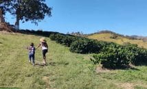 Colheita do café une famílias pelo Brasil
