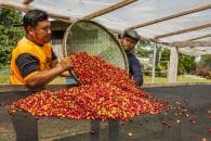 Com apoio da Funai, produção de café indígena se consolida em Rondônia